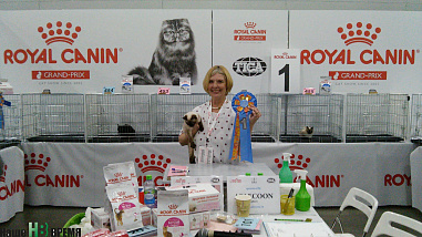 Как кошки-крошки Америку покоряли