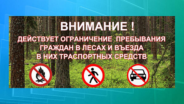 Ограничения на пребывание граждан в донских лесах продолжают действовать