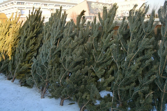 Нераспроданные сосны, пихты и елки отправили обитателям Ростовского зоосада