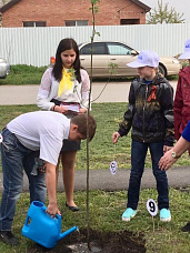 Аллея памяти появилась в станице Ольгинской