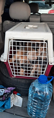 Фото пресс-службы УФС Россельхознадзора по РВАОиРК