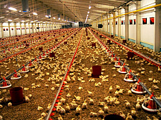 Будем строить «Любовь»_7519