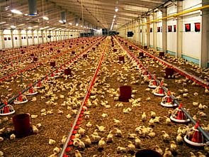 Будем строить «Любовь»_7519