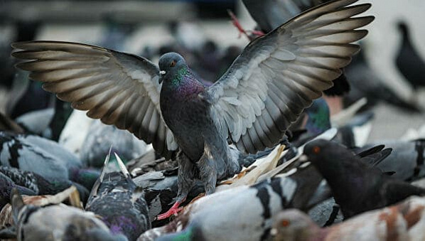 Ростовский вирусолог опровергает опасность голубей, клещей и комаров в качестве переносчика коронавируса