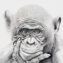 Звери на грани