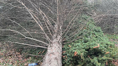 Собственница земельного участка на Зелёной в Ростове высадила 14 новых деревьев на проспекте Сельмаш