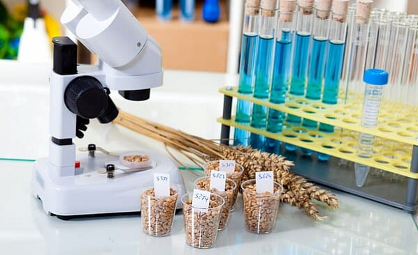 В Батайске проверяли качество зерна в несуществующей лаборатории