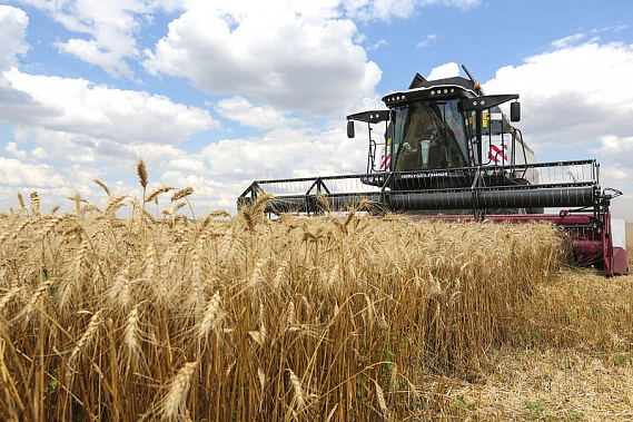 Ростовская область снова в лидерах по урожаю зерновых