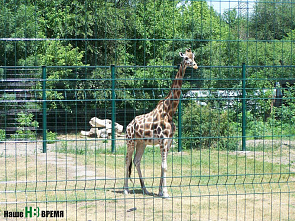 Даже змеи – в молодежном формате
