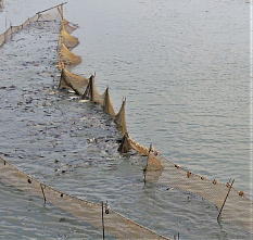 Сегодня поздравления принимают работники и ветераны рыбной отрасли