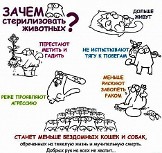 Акция по льготной стерилизации животных пройдет на Дону 28 мая