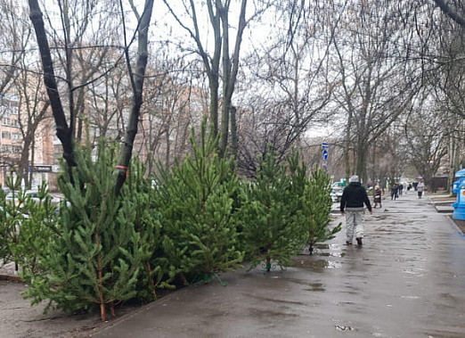 Десяток нелегальных елочных базаров ликвидировали в Ростове