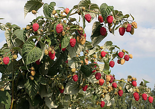 Как ухаживать  за малинником