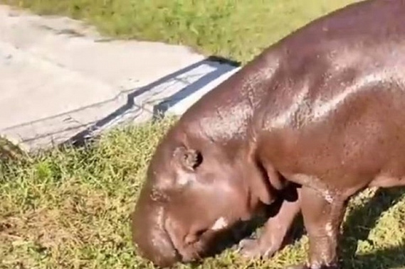 В Ростовском зоопарке простились со старейшим карликовым бегемотом в мире