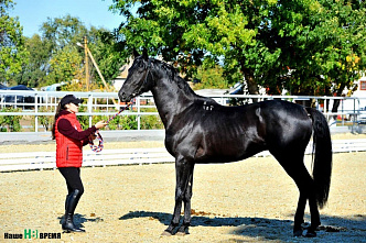 Французские всадники в донском хуторе