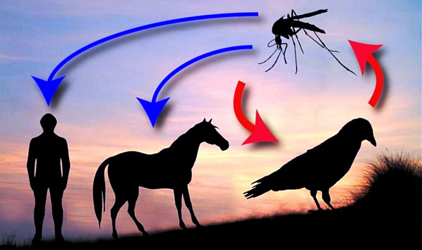 Пути распространения вируса лихорадки Западного Нила.