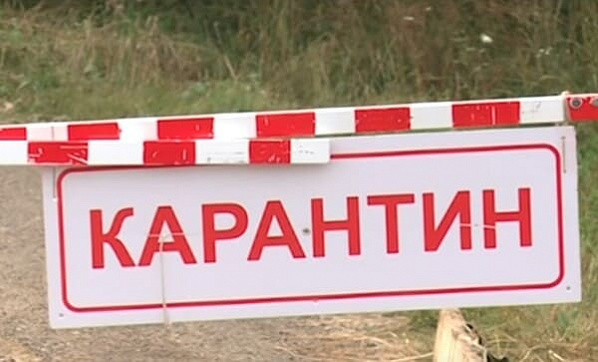 Еще в одном районе Ростовской области ввели карантин по бешенству