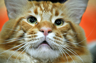  В Ростове проходит международная выставка кошек