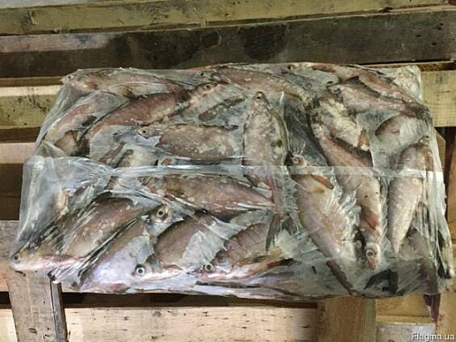 Плотва из Саратовской области до Шахт не «доплыла»