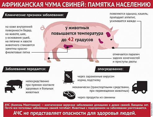 В Зерноградском районе  введен карантин по африканской чуме свиней