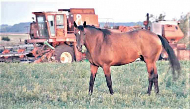 Победители «Зеленой планеты-2019»