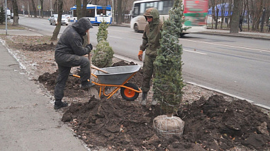 Собственница земельного участка на Зелёной в Ростове высадила 14 новых деревьев на проспекте Сельмаш