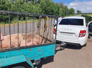 За неделю на донских дорогах обнаружили шесть свиней-нелегалок