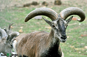 Как зоопарк Ростова пережил пандемию