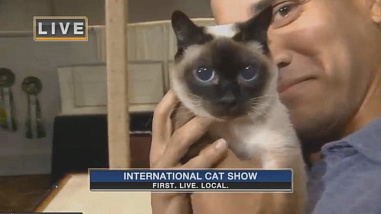 Как кошки-крошки Америку покоряли