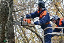 Как прошёл субботник в роще на Левом берегу Дона