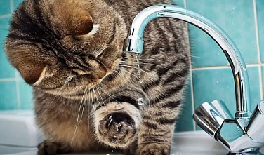 В Ростове часть домов останется без воды