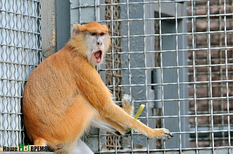 Как зоопарк Ростова пережил пандемию