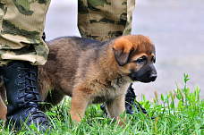 21 06 2025 Определились лучшие кинологи Росгвардии юга России