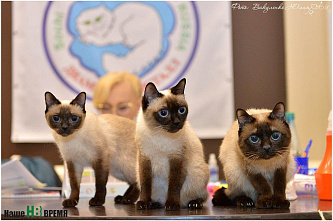 Кошки-крошки и добрые дела