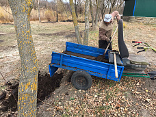 В хуторе Погорелов высадили фруктовые деревья