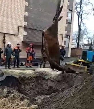 В Азове из колодца спасали корову
