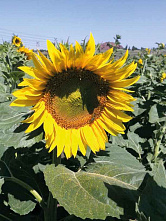 Градус повышается