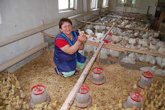 От поля до прилавка