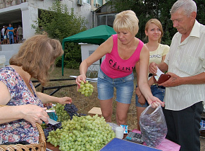 Виноград