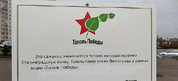 В День древонасаждения в Ростове высаженный весной Тополь Победы присыпали землей с Куликова поля