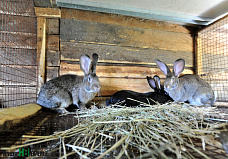 Собрать судьбу из осколков