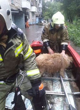 В Ростове после ливня пожарные спасли из подвала собаку