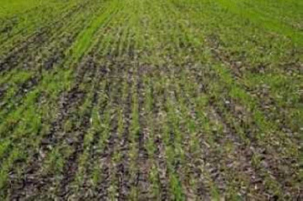 На полях Ростовской области взошли практически все посевы озимых