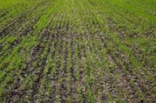 На полях Ростовской области взошли практически все посевы озимых