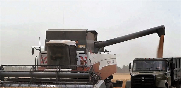 О мониторинге мягкой и твердой пшеницы