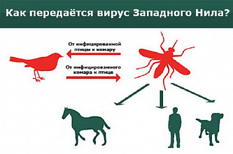 На Дону продолжают фиксировать факты заболевания лихорадкой Западного Нила