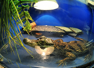 Завтрак в Ростовском зоопарке