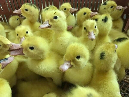 В Новошахтинск не пустили утят-нелегалов