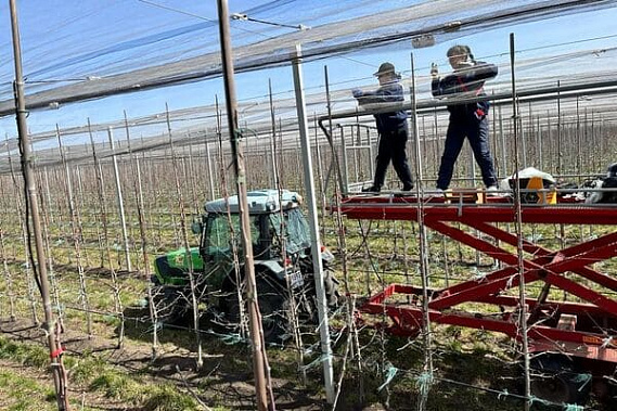 В Ростовской области осенью высадят еще 200 гектаров садов