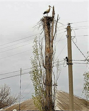 Аисты облюбовали  донскую станицу Ермаковскую